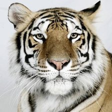 Схема вышивки «тигр»