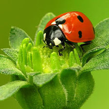 Схема вышивки «№372923»