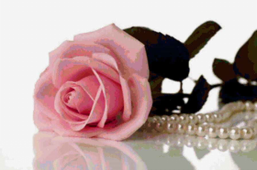 РОЗА - жемчуг, роза - предпросмотр