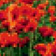 Предпросмотр схемы вышивки «Маки» (№373000)