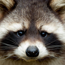 Схема вышивки «енотик»