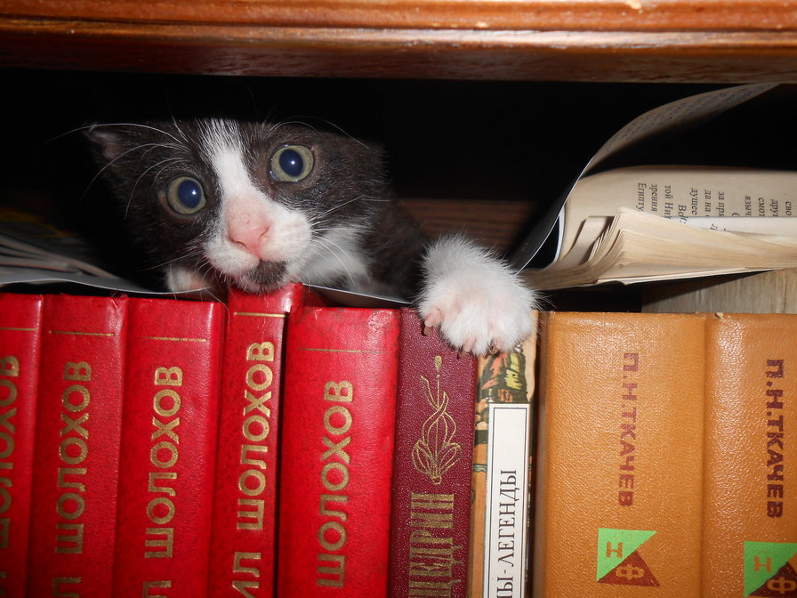 серж - оригинал