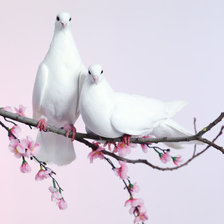 Схема вышивки «№373389»