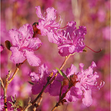 Схема вышивки «цветы»