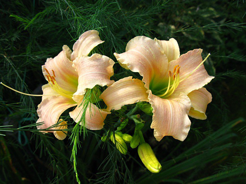 лилии - лилии, цветы - оригинал