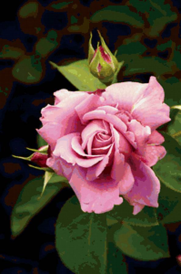 роза - цветок, роза, розы, цветы - предпросмотр