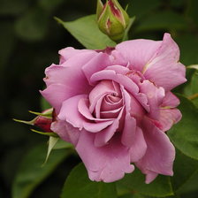 Схема вышивки «роза»