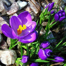 Схема вышивки «цветы»
