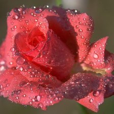 Схема вышивки «роза»