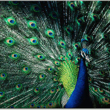 Схема вышивки «павлин»