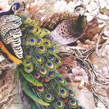 Схема вышивки «павлины»