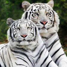 Схема вышивки «тигры»