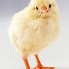 Схема вышивки «№374391»