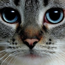 Схема вышивки «взгляд»