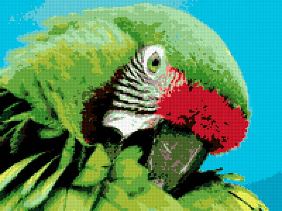 попугай - предпросмотр