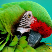 Схема вышивки «попугай»