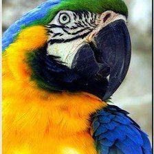 Схема вышивки «попугай )»