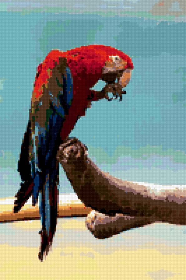 попугай 40 - предпросмотр