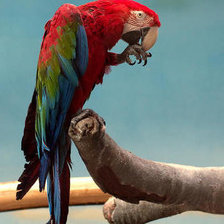 Схема вышивки «попугай 40»