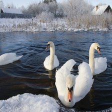 Схема вышивки «№374783»