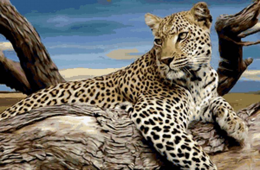 дикие животные - предпросмотр