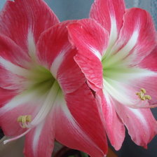 Схема вышивки «Амариллисы»