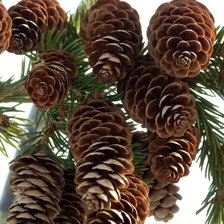 Схема вышивки «шишки»