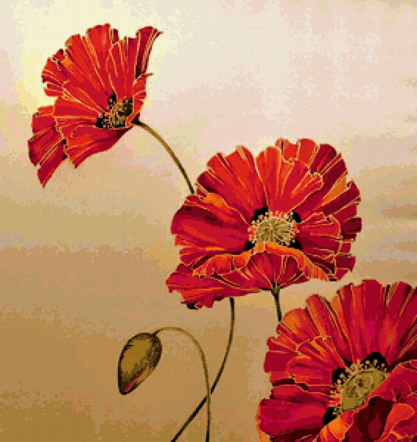 маки - цветы - предпросмотр