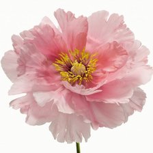 Схема вышивки «№374955»