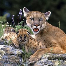 Схема вышивки «мамочка 6»