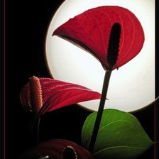 Схема вышивки «№375111»