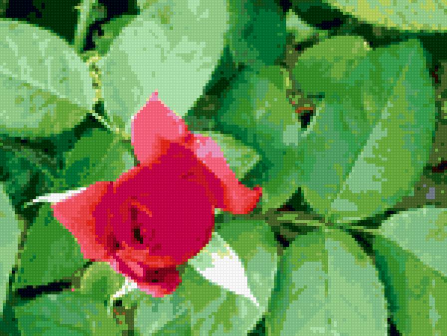 роза - цветок, роза, цветы, розы - предпросмотр