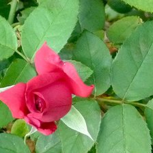 Схема вышивки «роза»