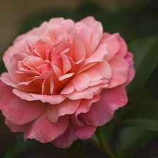 Схема вышивки «роза»