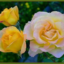 Схема вышивки «розы»