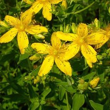 Схема вышивки «№375130»