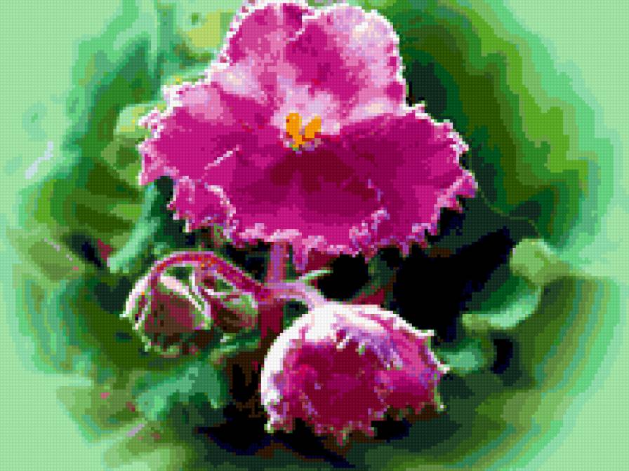 фиалки - цветы, фиалки - предпросмотр