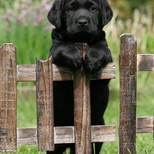 Схема вышивки «Собака»