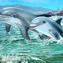 Дельфины