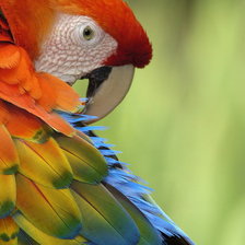 Схема вышивки «попугай 35»