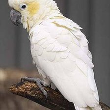 Схема вышивки «попугай 35»