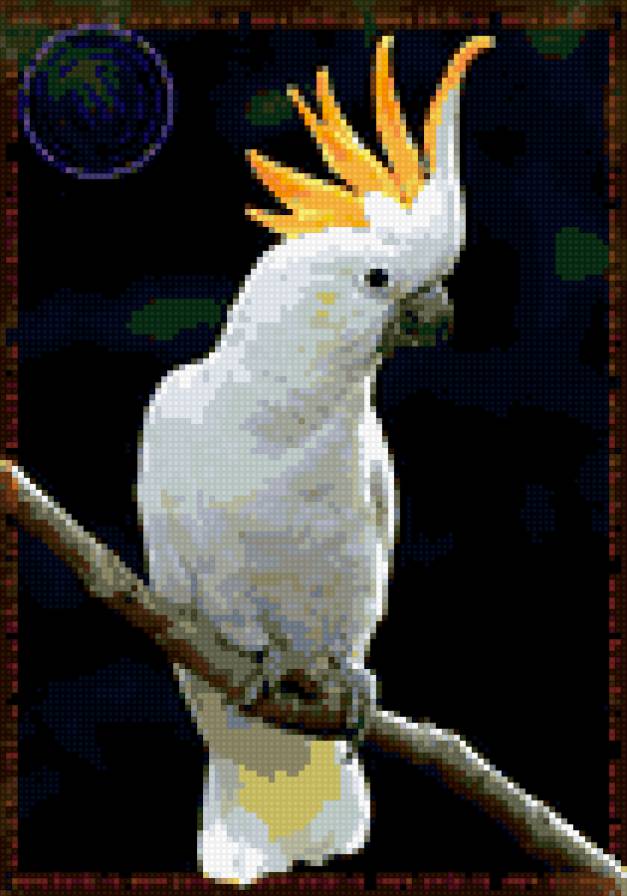 попугай 35 - предпросмотр