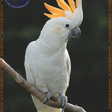 Схема вышивки «попугай 35»