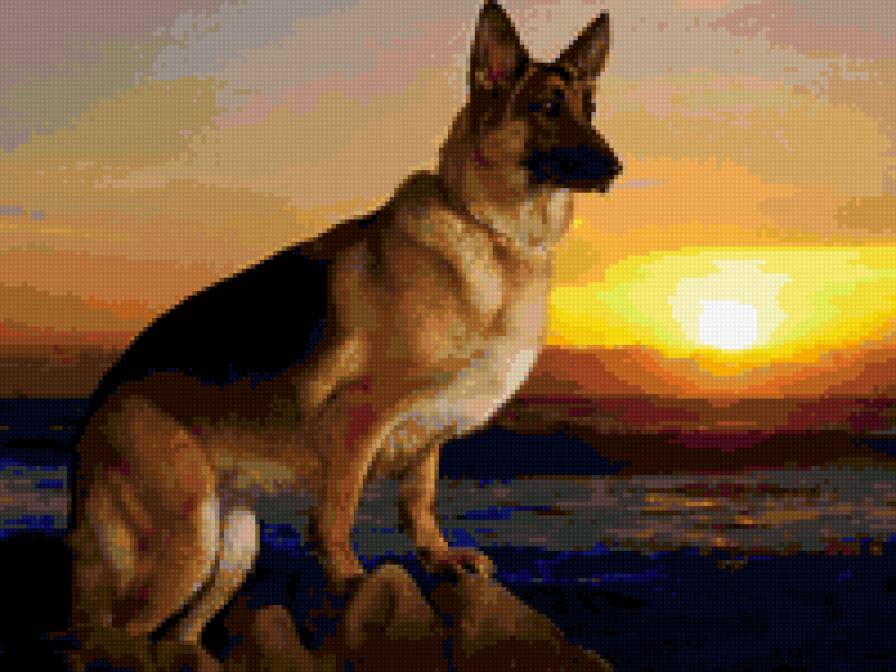 Овчарка. - собака, пейзаж, закат - предпросмотр