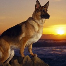 Схема вышивки «Овчарка.»