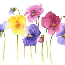 Схема вышивки «анютки»