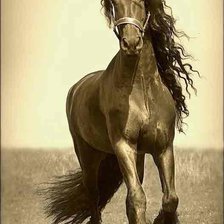 Схема вышивки «Фризская лошадь»