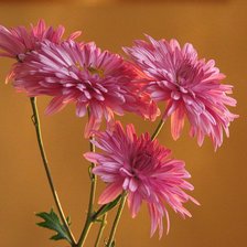 Схема вышивки «№375537»