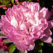 Схема вышивки «№375544»