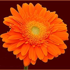 Схема вышивки «гербера»